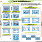 Plant Cell Meiosis Chart